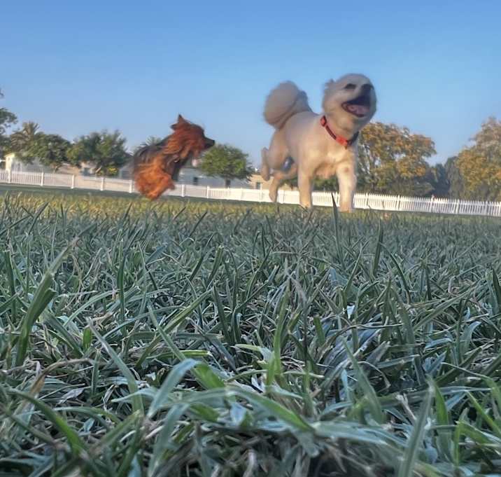 Photo of Kivi & Bobo