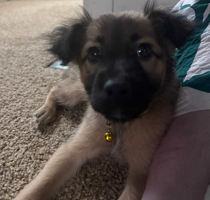 Photo of Prada