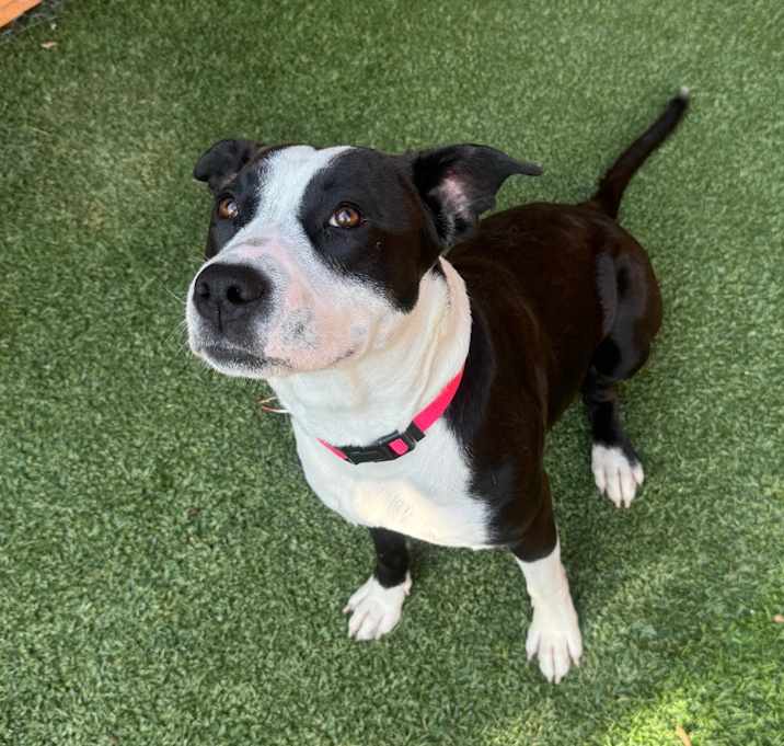 Photo of Molly A2194702