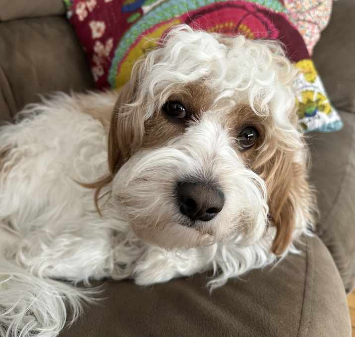 Photo of Rusty