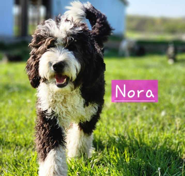 Photo of Nora and Shiloh