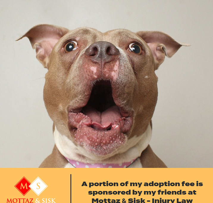 Photo of Mocha ** D65523 (Sponsored)