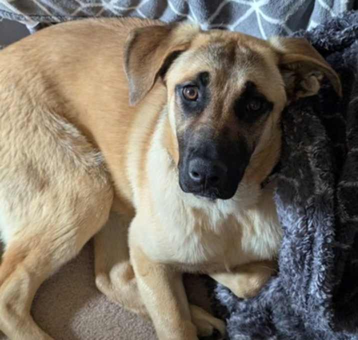 Photo of Nala