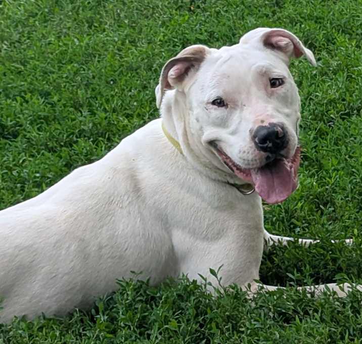 Photo of Khaleesi