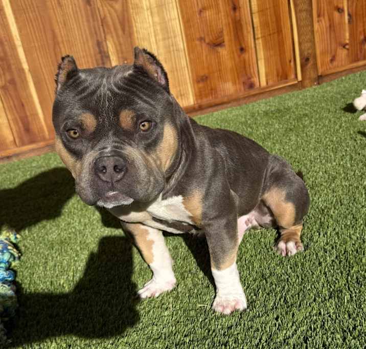 Photo of Tyson