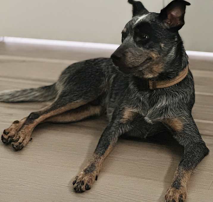 Photo of Milo