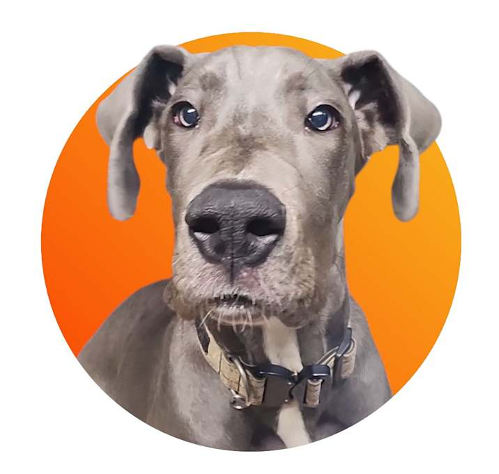 Photo of Diesel