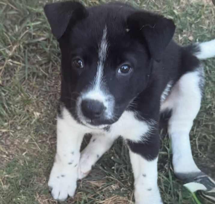 Photo of Nala