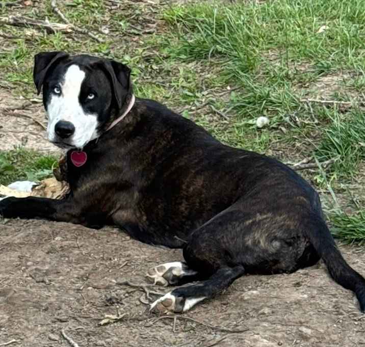 Photo of Daisy
