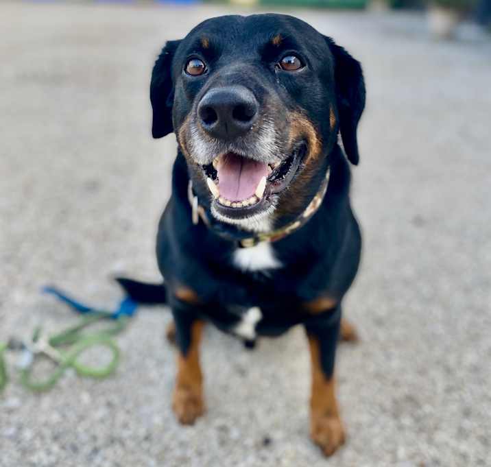 Photo of Grizzly
