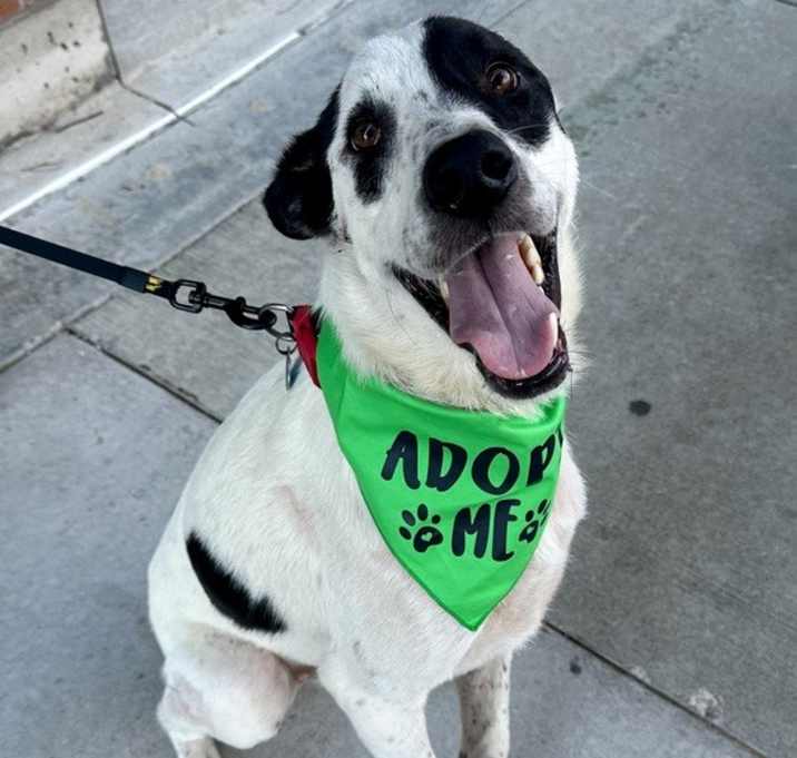 Photo of Wishbone
