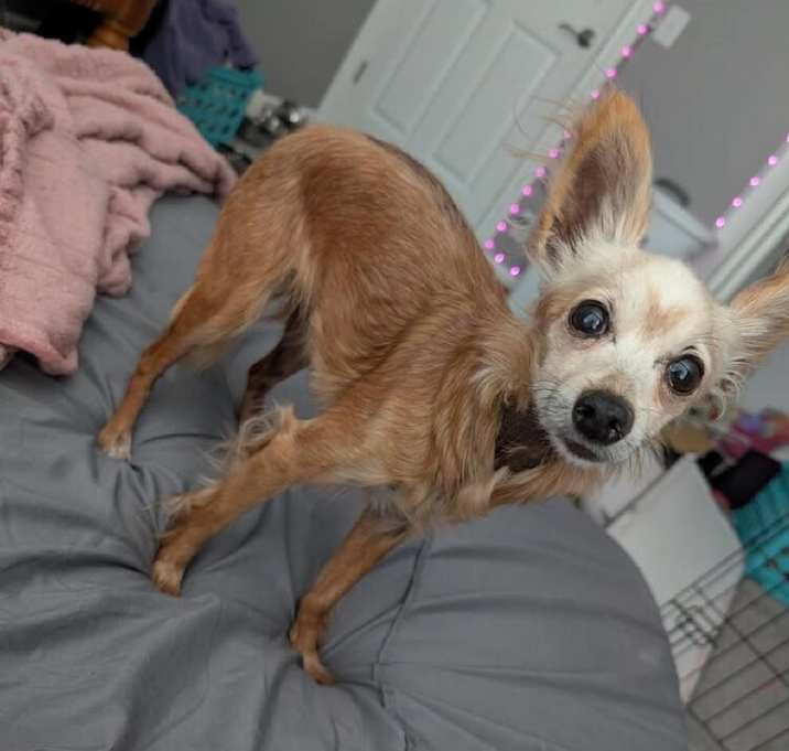 Photo of Viola