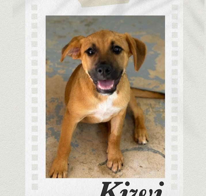 Photo of Kiwi