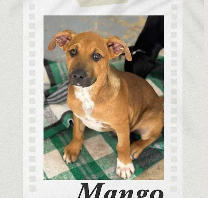 Photo of Mango
