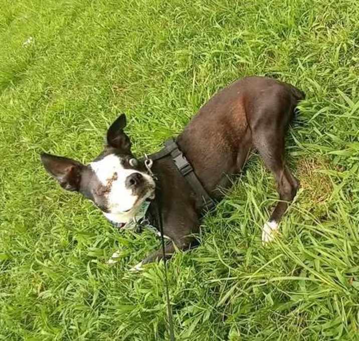 Photo of Maggie Flower Meadows KY4421