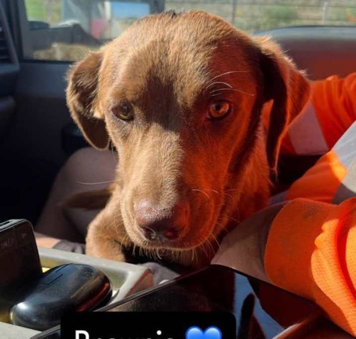 Photo of Brownie