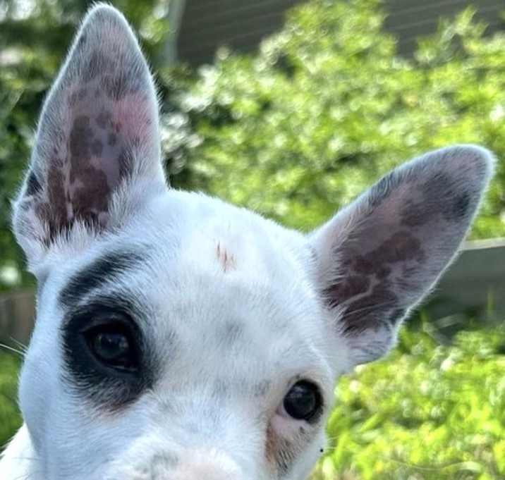 Photo of GINGER