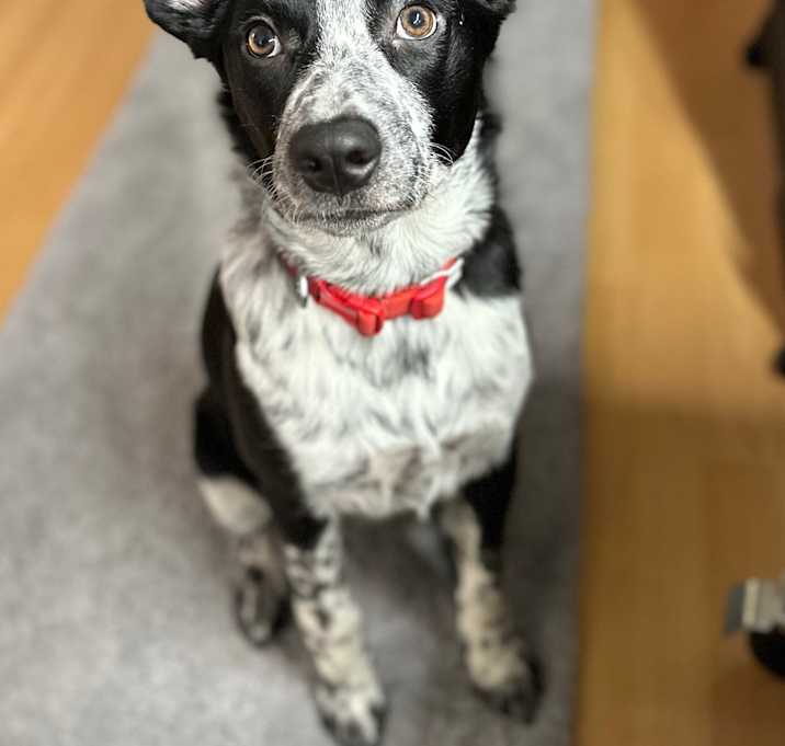 Photo of Opal