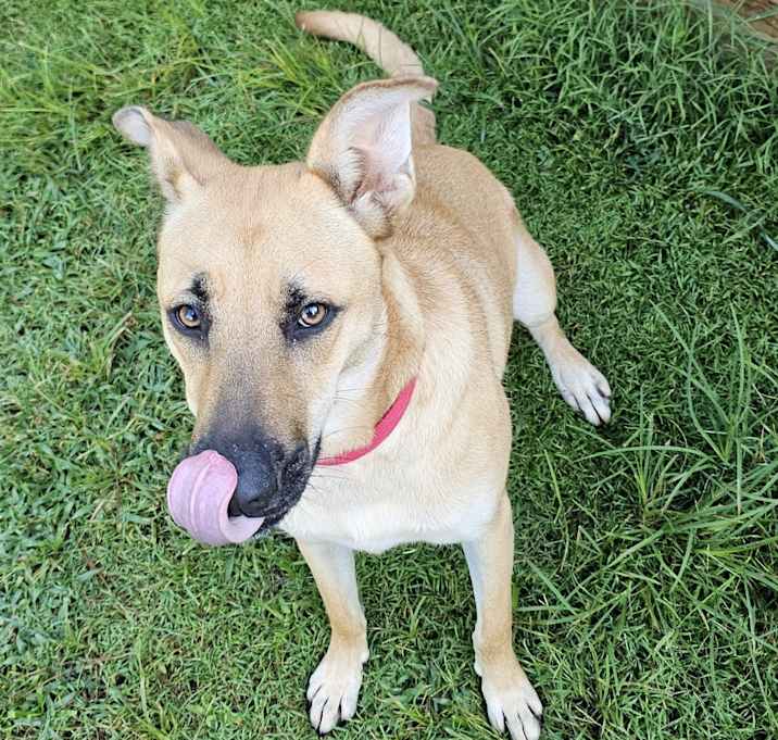 Photo of Trixie