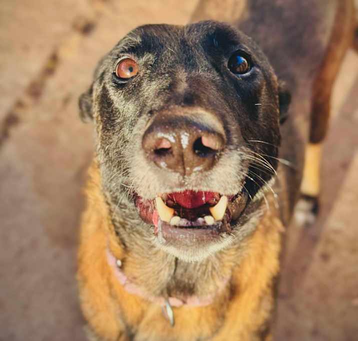 Photo of Gypsy