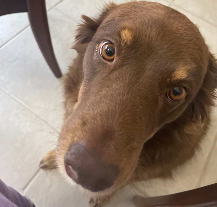 Photo of Harley