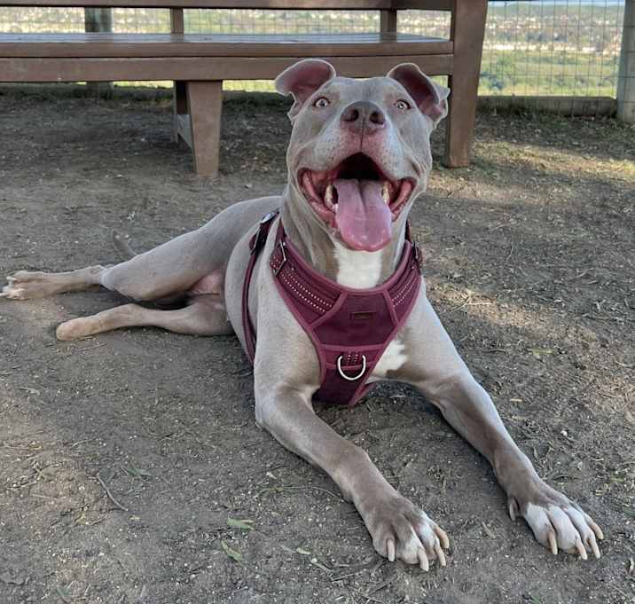 Photo of Luna