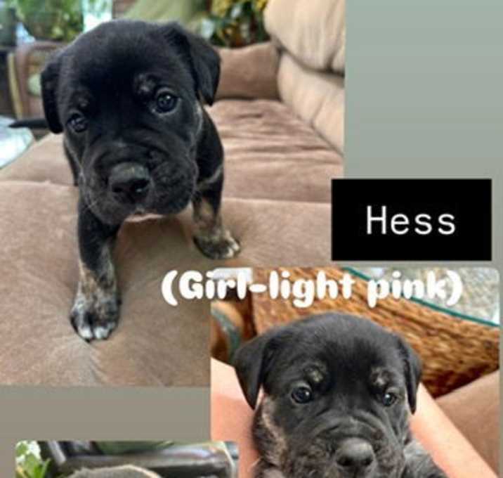 Photo of Hess (Pink Collar)