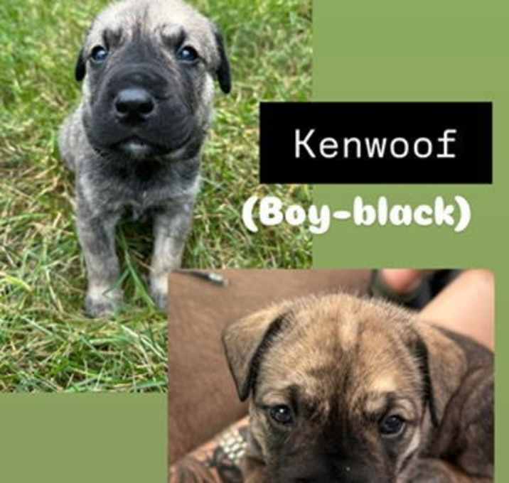 Photo of Kenwoof (Black Collar)