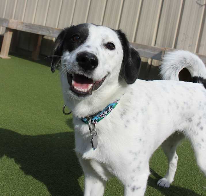 Photo of Moose
