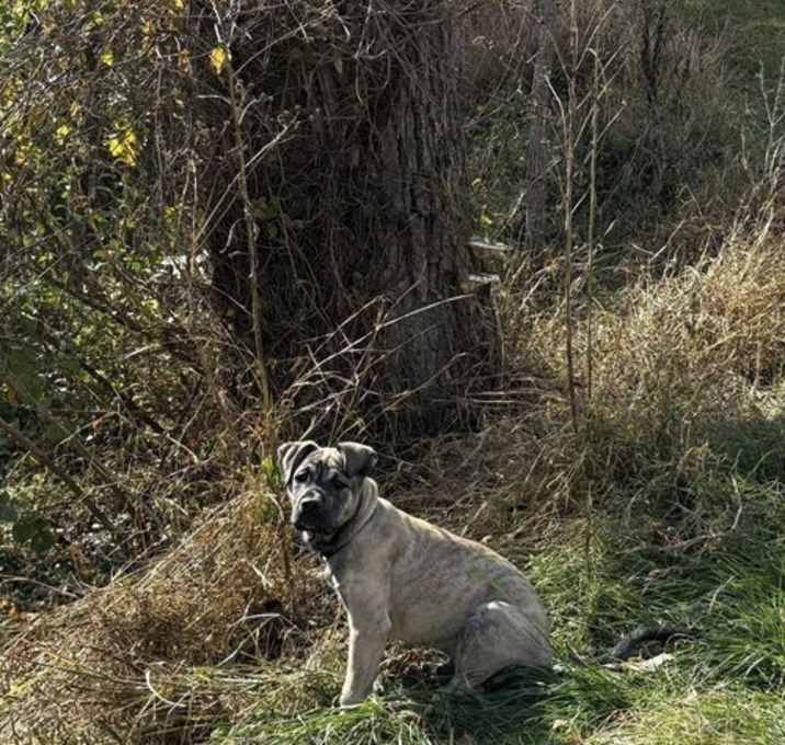 Photo of Kenwoof (Black Collar)