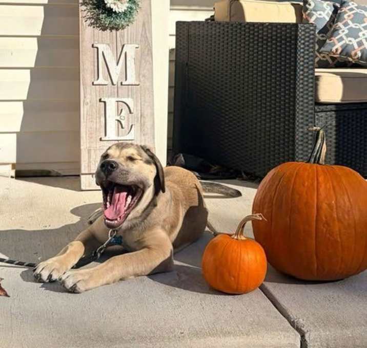 Photo of Mack Daddy (Blue Collar)