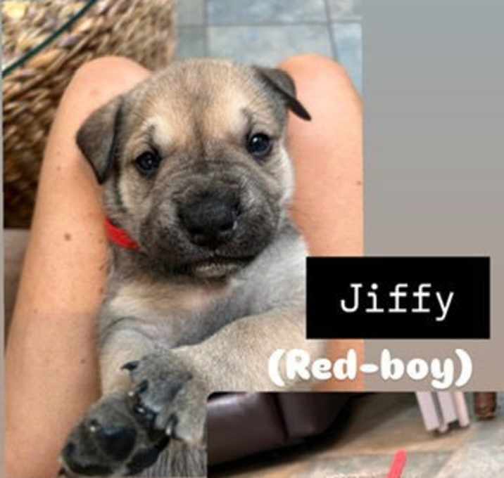 Photo of Jiffy (Light Grey Collar)