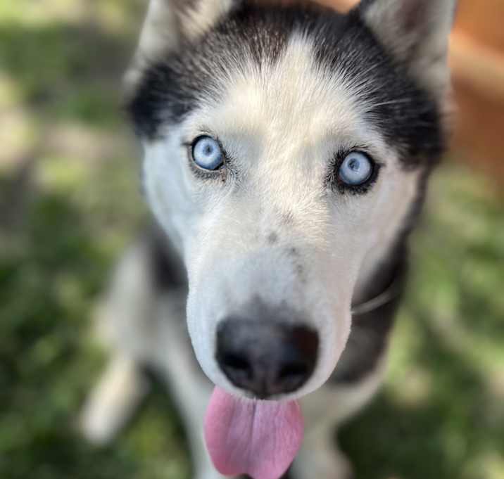 Photo of Lobo