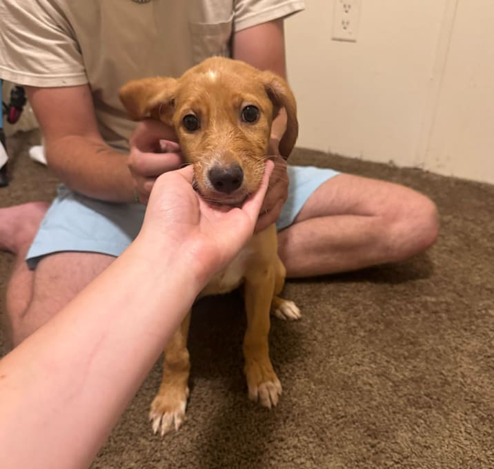 Photo of Honey