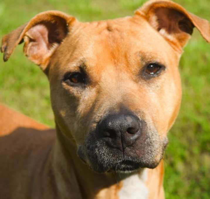 Photo of Lacey