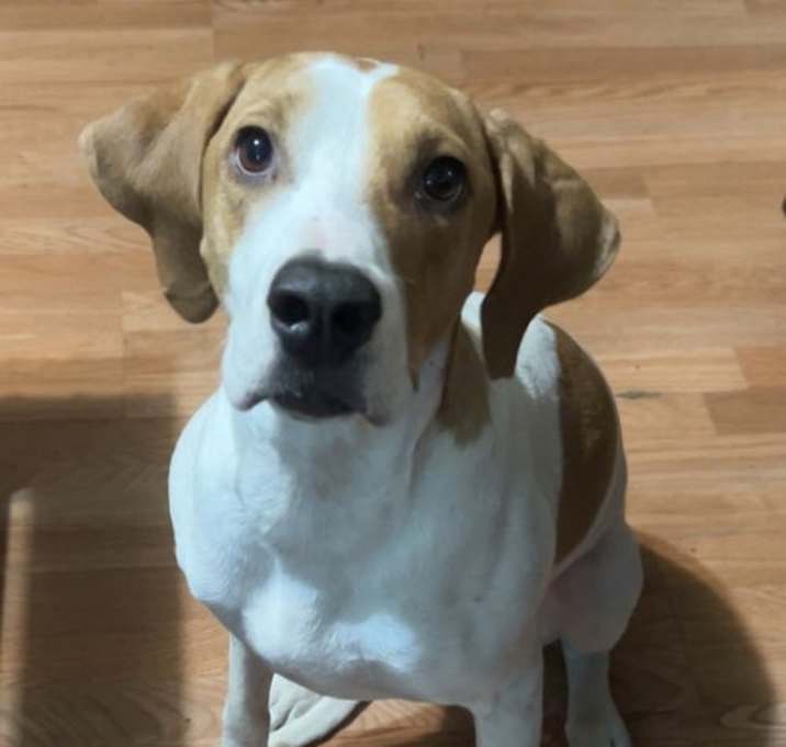Photo of Bailey