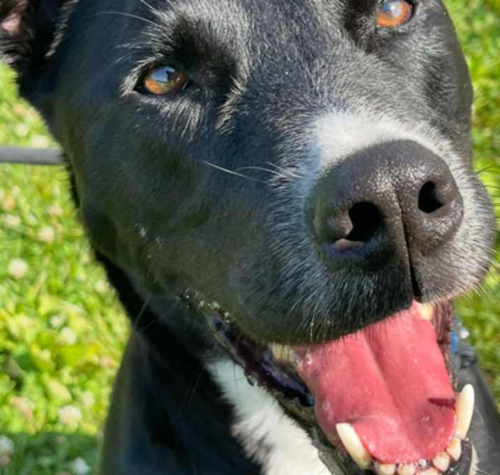 Photo of Harley