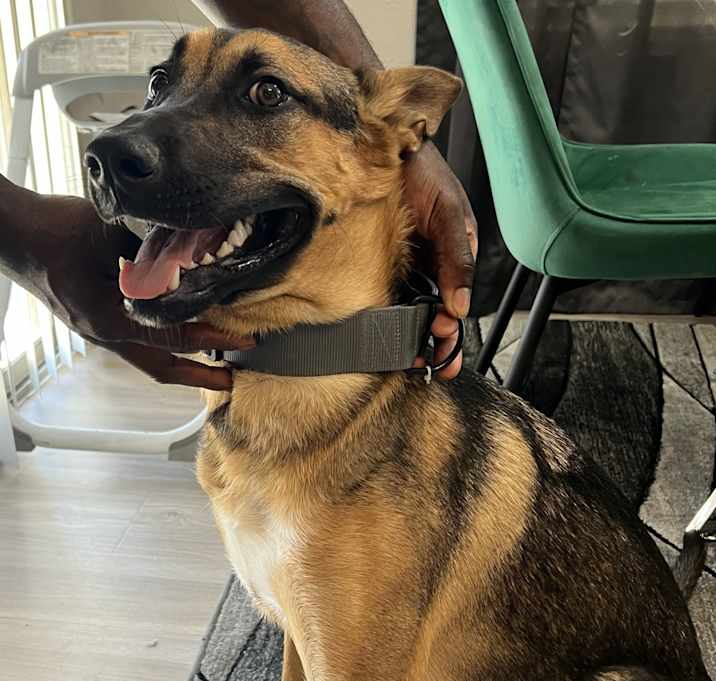Photo of Arlo