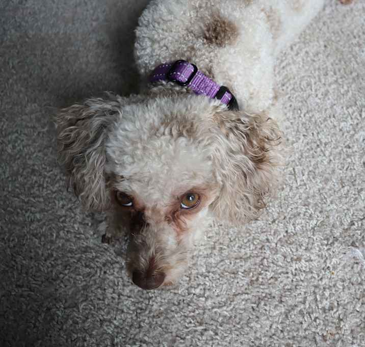 Photo of Oliver