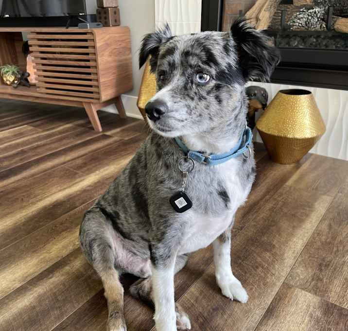 Photo of Riley