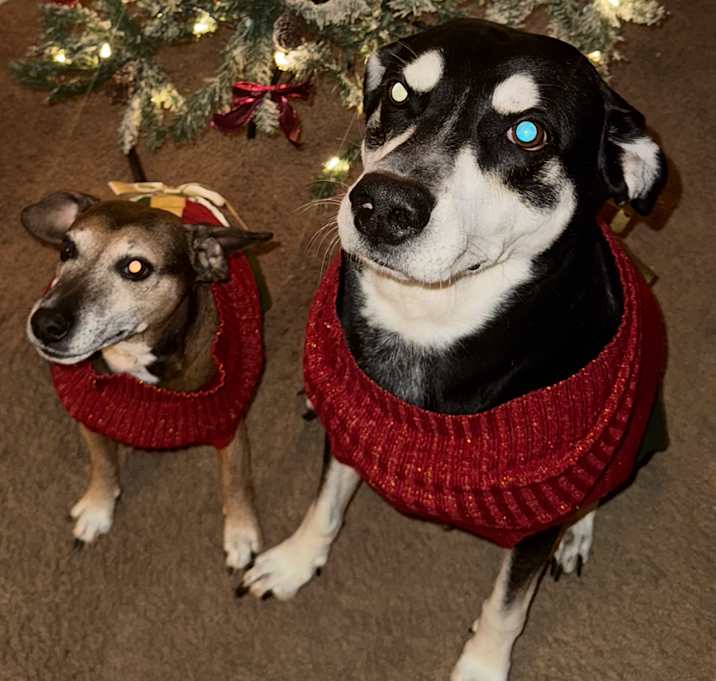 Photo of Lucky & Gordo