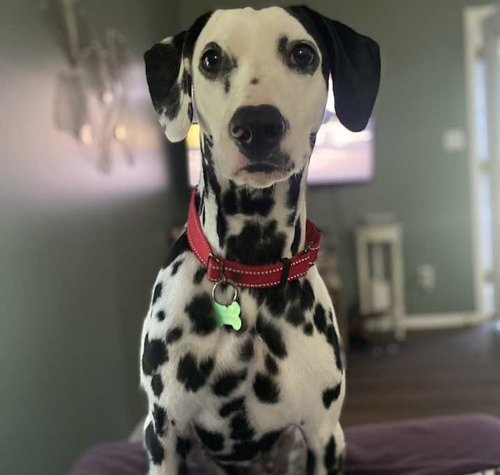 Photo of Pippa - In Training