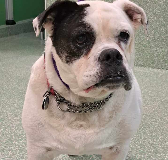 Photo of Roxy