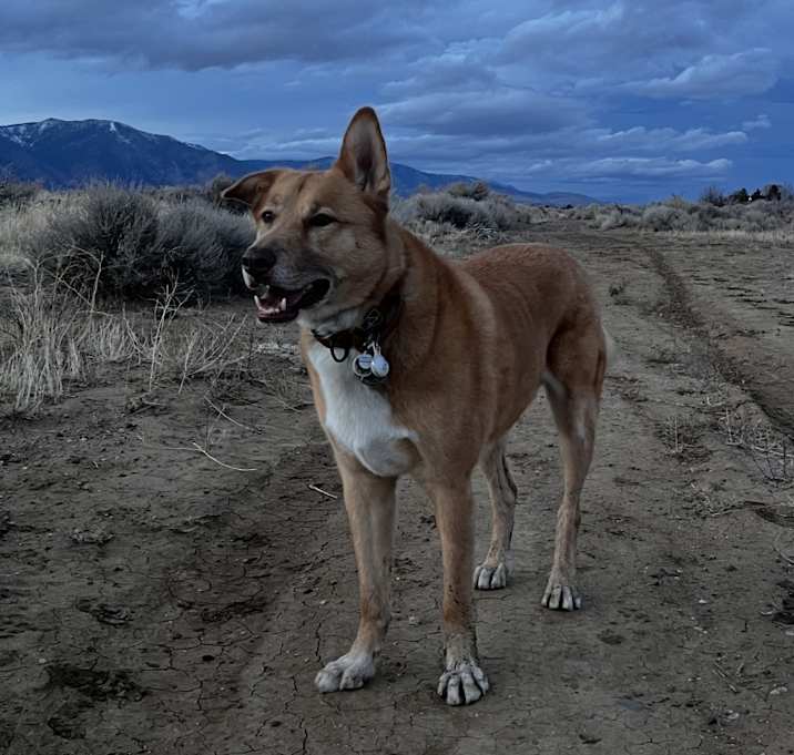 Photo of Thor