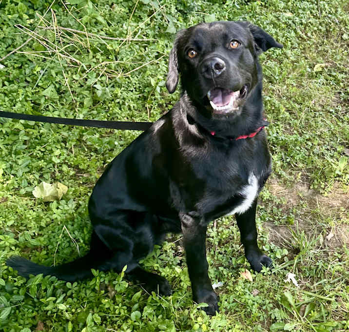 Photo of Juno