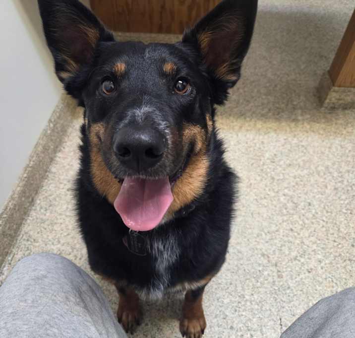 Photo of Bear