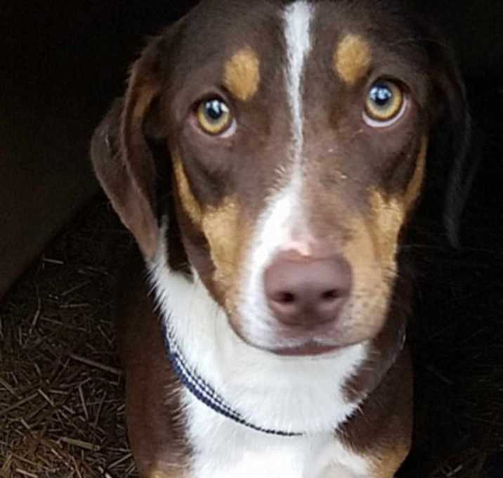 Photo of Dash