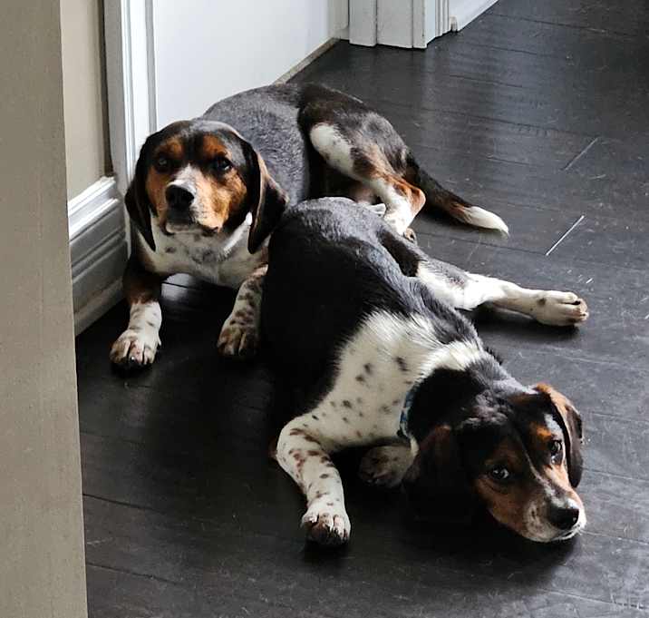Photo of Biscuit and/or Bentley