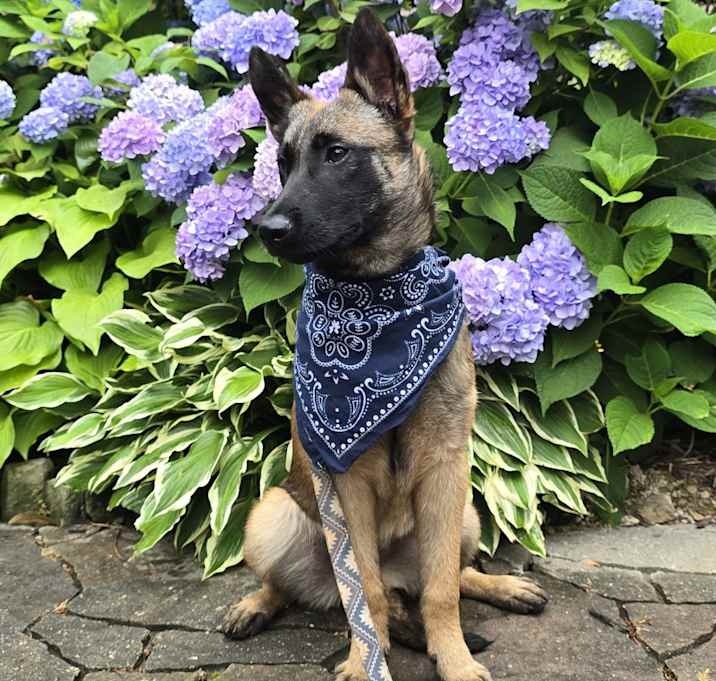 Photo of Koa