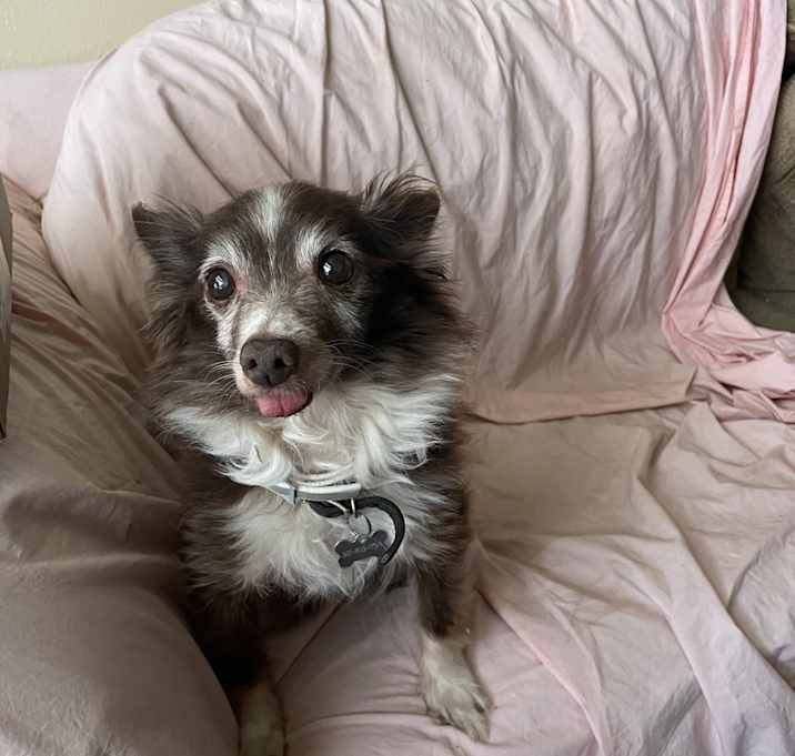 Photo of Snickers